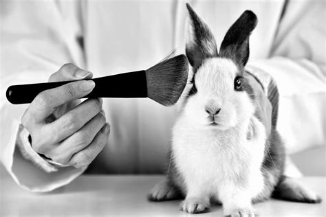 animal testing and its negative impacts article|why animal testing should stop.